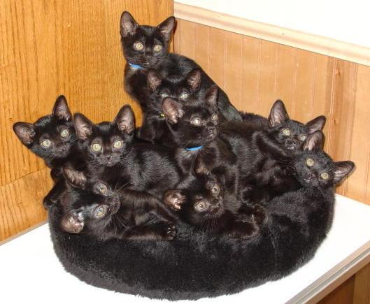 bombay cat breeders